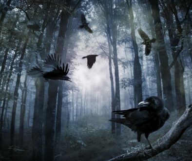crows-in-forest